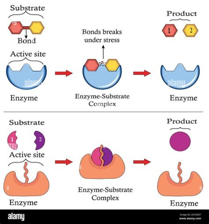 Do enzymes have DNA? | ContextResponse.com