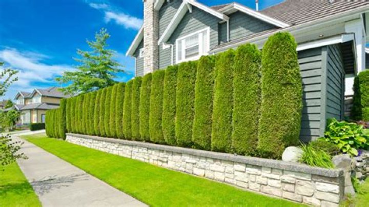 Do trees block road noise?