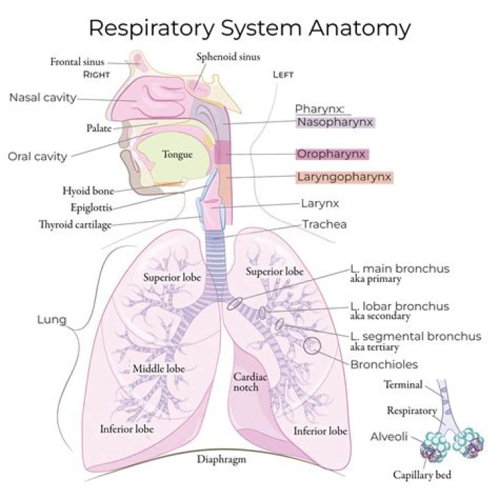 How does the mammalian respiratory system function?