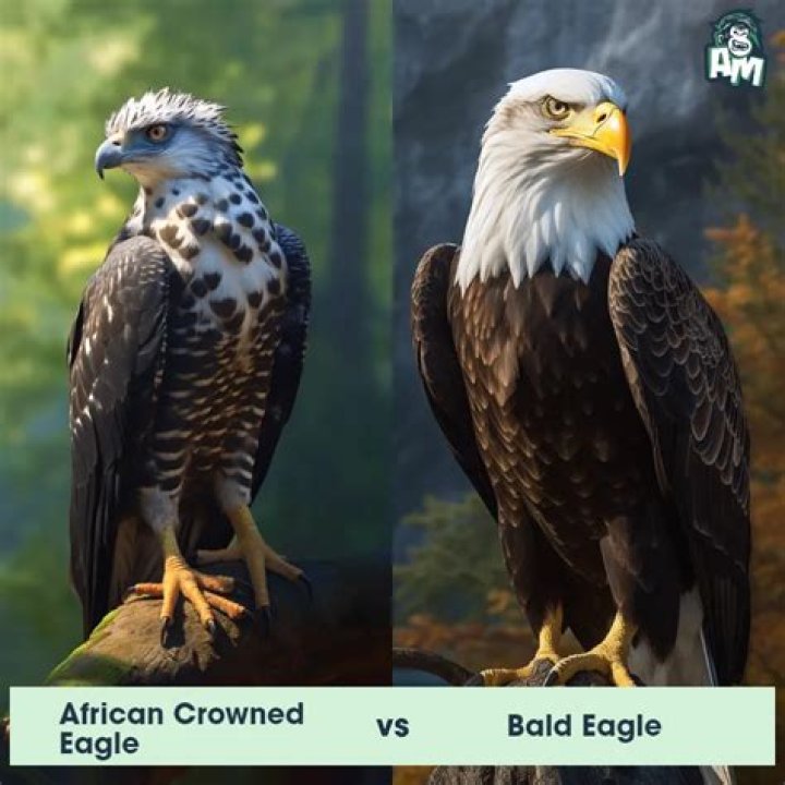 How tall is a crowned eagle?