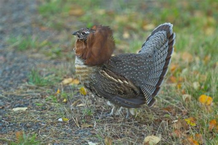 Which is a game bird?
